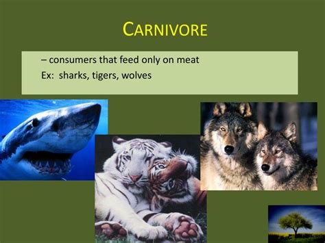 Carnivores Around The World 2025 𝚆𝚊𝚝𝚌𝚑 With Subtitles
